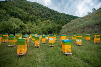 На пастбища Кельбаджара переносят пчеловодческие хозяйства (ФОТО) - trend.az - Азербайджан - район Кельбаджарский
