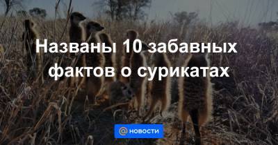 Названы 10 забавных фактов о сурикатах - news.mail.ru