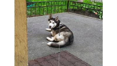 В Петербурге разыскивают хаски, которую украл неадекват на Академика Байкова - piter.tv - Россия - Санкт-Петербург