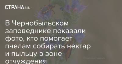 В Чернобыльском заповеднике показали фото, кто помогает пчелам собирать нектар и пыльцу в зоне отчуждения - strana.ua - Украина