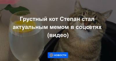 Грустный кот Степан стал актуальным мемом в соцсетях (видео) - news.mail.ru - Украина
