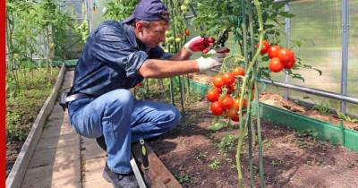 Вырастить сладкие тепличные помидоры помогут четыре простых совета - profile.ru