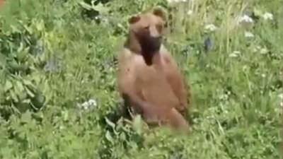 Туристы сняли на видео медведя в горах Красной Поляны - iz.ru - Краснодарский край - Израиль