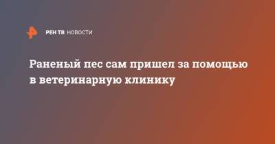 Раненый пес сам пришел за помощью в ветеринарную клинику - ren.tv - Бразилия