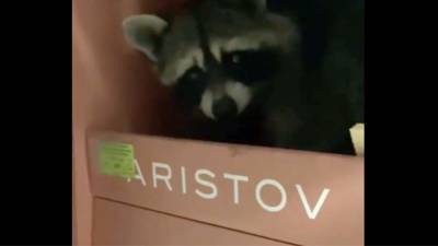 Енот забрался в магазин в Краснодаре и попал на видео - iz.ru - Краснодар - Израиль - Таиланд