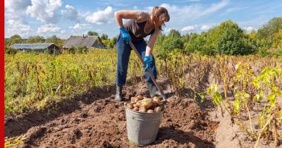 Когда копать картофель в августе: сроки по лунному календарю - profile.ru
