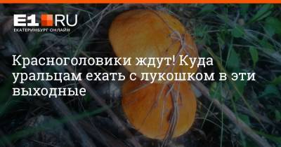 Красноголовики ждут! Куда уральцам ехать с лукошком в эти выходные - e1.ru - Екатеринбург