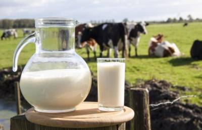 Переработчики за полгода недополучили 200 тыс. т молока - agroportal.ua - Украина