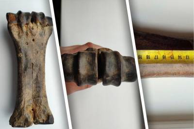 Житель Новосибирска продает древнюю кость за 1,5 млн рублей - novos.mk.ru - Новосибирск - Новосибирская обл.