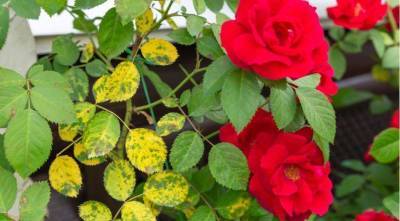 Как бороться с черными пятнами на листьях роз: черная пятнистость розы - skuke.net