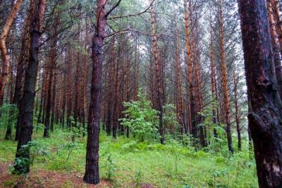 В Белорецком районе в лесу заблудились двое туристов - ufa.mk.ru - Башкирия - район Белорецкий