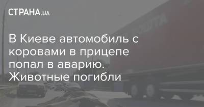 В Киеве автомобиль с коровами в прицепе попал в аварию. Животные погибли - strana.ua - Украина - Киев - район Голосеевский