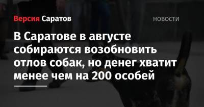 В Саратове в августе собираются возобновить отлов собак, но денег хватит менее чем на 200 особей - nversia.ru - Саратов