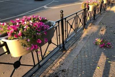 Вандалы в центре Великого Новгорода вырвали с корнем петуньи из цветников - mk.ru - Великий Новгород