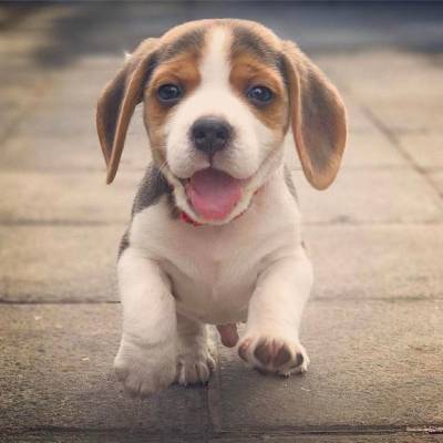 ТОП-10 самых умных пород собак для семьи - ivona.bigmir.net - Украина - Англия - Шотландия