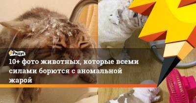 10+ фото животных, которые всеми силами борются с аномальной жарой - ridus.ru - Англия - Япония - Индия