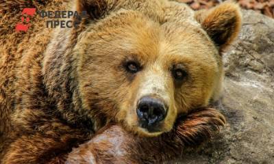 Руководство природного парка, где погиб турист, подозревают в халатности - fedpress.ru - Россия - Красноярск