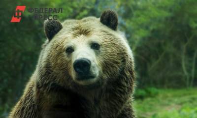 Под Новосибирском к сельчанам вышел медведь - fedpress.ru - Новосибирск - Новосибирская обл.