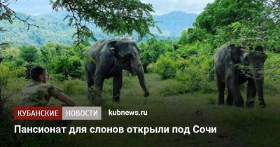 Пансионат для слонов открыли под Сочи - kubnews.ru - Россия - Сочи - Краснодарский край