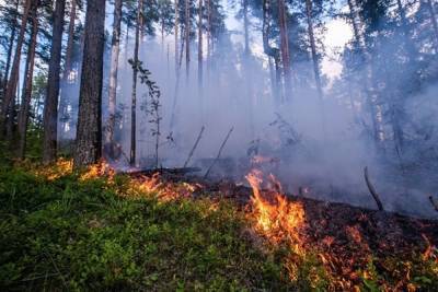 Свидетелей лесного пожара разыскивают в Серпухове - serp.mk.ru