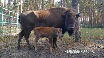 В воронежском зоопитомнике у бизонов родился детёныш - vestivrn.ru - Экология