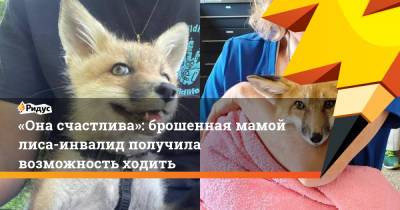 «Она счастлива»: брошенная мамой лиса-инвалид получила возможность ходить - ridus.ru - США - штат Кентукки