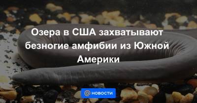 Озера в США захватывают безногие амфибии из Южной Америки - news.mail.ru - США - Колумбия - Венесуэла - шт.Флорида