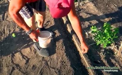 Выращивание моркови – свои семена, правильное прореживание и рыхление (Чувашия) - skuke.net - респ. Чувашия