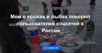 Анна Лысенко - Мем о кошках и рыбах покорил пользователей соцсетей в России - news.mail.ru - Россия