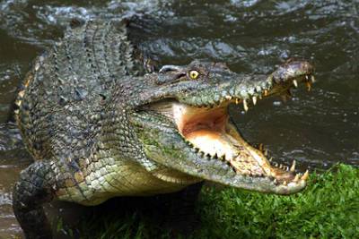 Туристка спасла женщину из пасти крокодила и возмутилась бездействием отеля - lenta.ru - Мексика - штат Халиско