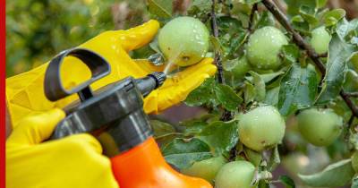 Как защитить от болезней и вредителей яблони и груши, сообщили эксперты - profile.ru