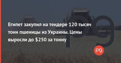Египет закупил на тендере 120 тысяч тонн пшеницы из Украины. Цены выросли до $250 за тонну - thepage.ua - США - Украина - Египет