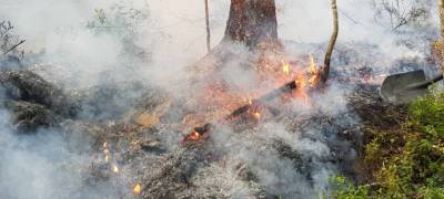 Площадь лесных пожаров сократилась в Карелии - stolicaonego.ru - Беломорск - район Суоярвский - республика Карелия