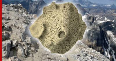 Древнейшим животным может оказаться губка, которой 890 миллионов лет - profile.ru - Канада