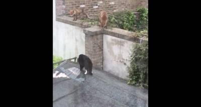Две лисы окружили кота, но не тут-то было. Видео жесткой схватки - ru.armeniasputnik.am - Армения