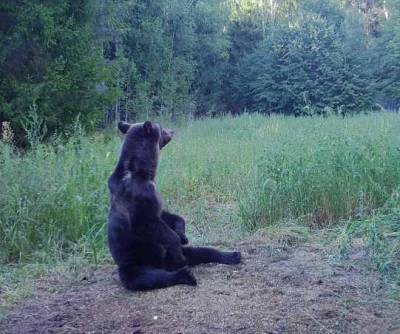 Сезон охоты на медведя открывается в Нижегородской области 1 августа - vgoroden.ru - Россия - Нижегородская обл.