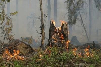 Россия направит в Турцию сводную авиагруппировку для тушения лесных пожаров - pnp.ru - Россия - Турция - провинция Анталья