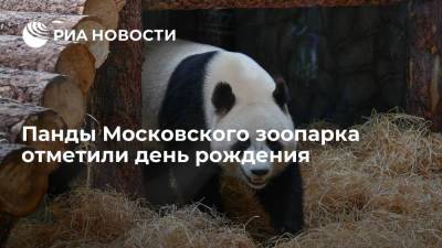 Московский зоопарк: панды Диндин и Жуи отметили день рождения двумя тортами с бамбуком - ria.ru - Москва