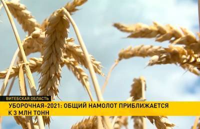 И молотить, и жать помогают. В уборочной кампании-2021 как никогда много молодёжных экипажей - ont.by - Белоруссия