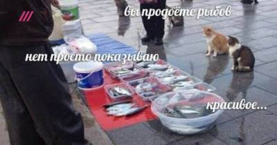 Гасан Гусейнов - «Вы продоёте рыбов?» Как появился мем и как он связан с политической ситуацией в стране. Объясняет Гасан Гусейнов - tvrain.ru