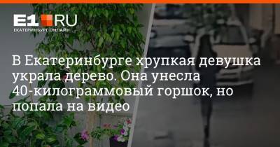 Евгений Куйвашев - В Екатеринбурге хрупкая девушка украла дерево. Она унесла 40-килограммовый горшок, но попала на видео - e1.ru - Екатеринбург