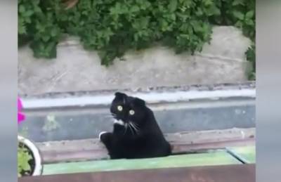 Реакция кота на очень плохое пение соседки рассмешила Сети - ont.by - Белоруссия