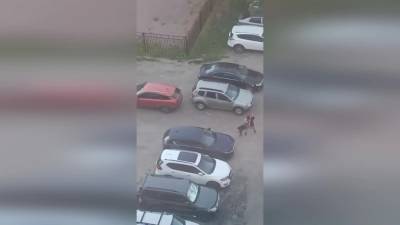 На Косыгина выпившая парочка устроила драку на парковке - piter.tv - Санкт-Петербург