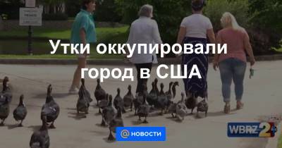 Утки оккупировали город в США - news.mail.ru - США - штат Луизиана