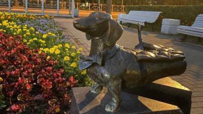 Ко Дню собак памятникам дворняжке и таксе подарили подсветку - piter.tv - Санкт-Петербург - Зеленогорск - территория Ленсвет