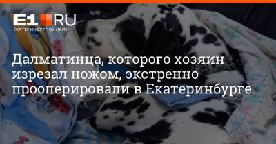 Далматинца, которого хозяин изрезал ножом, экстренно прооперировали в Екатеринбурге - e1.ru - Екатеринбург