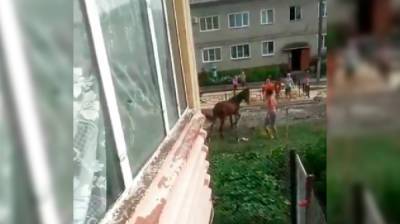 Под Воронежем парень избил лошадь на глазах у детей - vestivrn.ru - Воронеж