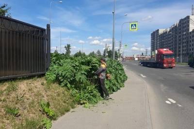Петербуржцы жалуются на атакующий город борщевик - spb.mk.ru - Ленинградская обл. - Петербурга - район Калининский