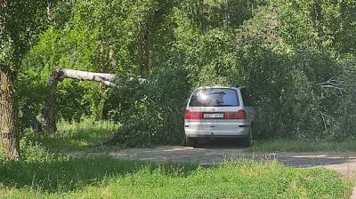 В Воронеже во время урагана берёза рухнула на иномарку - vestivrn.ru - Воронеж