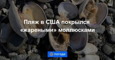 Пляж в США покрылся «жареными» моллюсками - news.mail.ru - США - Канада - штат Вашингтон